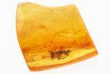 Large Detailed Fossil Ant (Formicidae) In Baltic Amber #300691-1